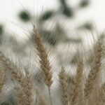El Nino Record: पंजाब के खेत में पकी गेहूं की बालियां